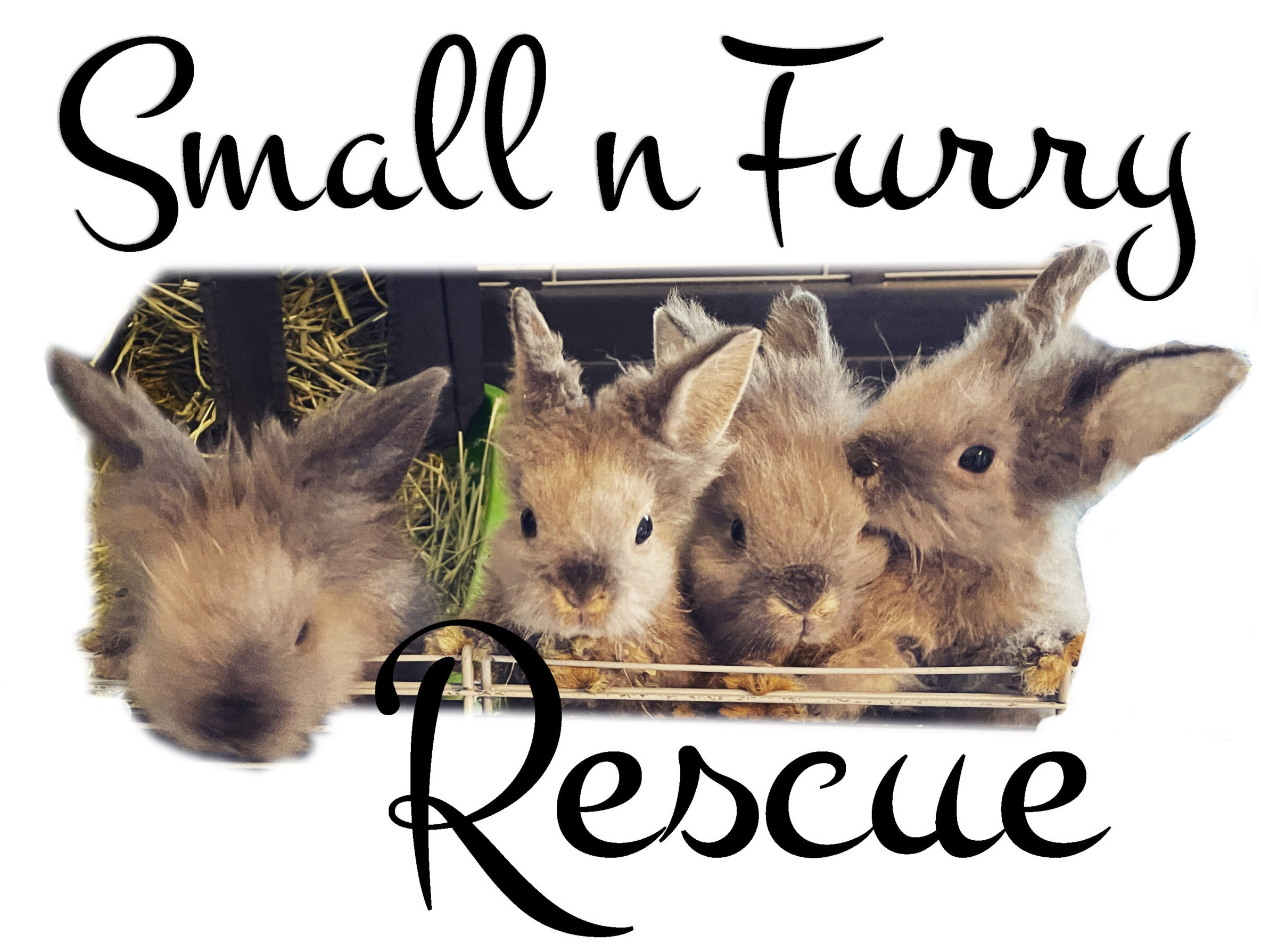 Small n Furry Rescue